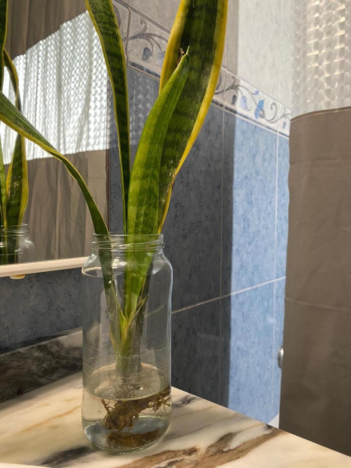Ponta Delgada Luz'S Retreat Apartment מראה חיצוני תמונה